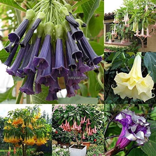 Portal Cool Seeds Package: 04: 100Pcs / Bolsa Brugmansia Seas Macetas Bonsai Trompetas Ãngel Flor Rlwh 02
