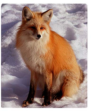 YISUMEI Decke Roter Fuchs Kuscheldecken Weich Flanell Fleecedecke Bettüberwurf(125x150cm)