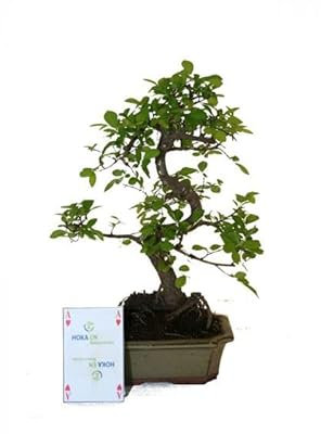 Bonsái Ulmus Parvifolia Natural Árbol Fácil de Mantener