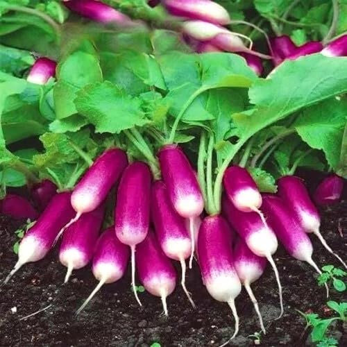 Radish 'Feilicia' - 500 Seeds + Freebie + Plant Tag - Raphanus sativus