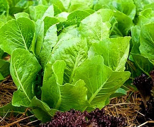 1000 Seeds of Vegetable Romaine Lettuce White Dunsel (Lactuca Sativa)