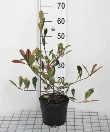 Photinia fras. 'Pink Marble'® ('cassini'®) - Photinia 'Pink Marble' 40-60 cm en pot