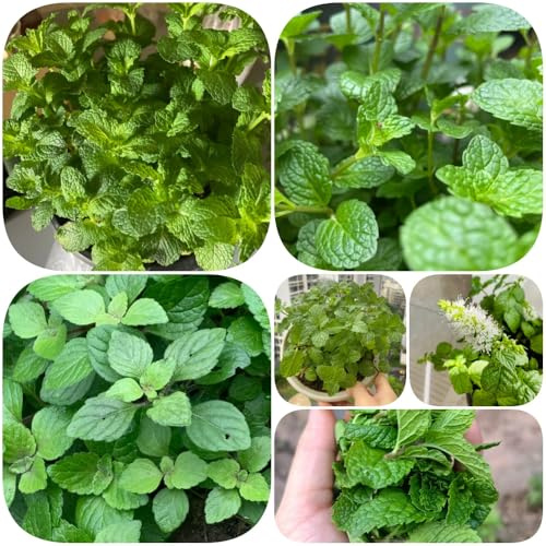 Semillas de hierbabuena - silvestres verdes de semillas lugares soleados menta variedades antiguas jardineros jardín 600pcs