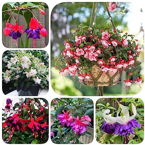 300 Stücke Fuchsien Pflanzen, Fuchsiensamen, Winterharte Pflanzen Für Balkon (Fuchsia Hybrida) Steingartenpflanzen Winterhart Exotische Samen, Gartenpflanzen Wildflower Summer, Blumen
