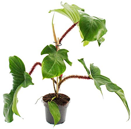 exotenherz - Philodendron squamiferum – L'ami sauvage des arbres rotsieligen Pot de 12 cm.
