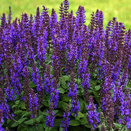Salvia BumbleBlue - Garden Sage | Deciduous Outdoor Garden Perennial Plant (20-30cm Incl. Pot)