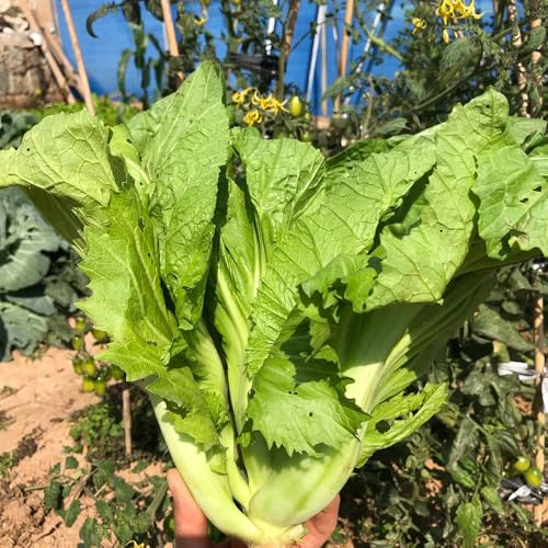 Semillas de mostaza para de mostaza, Brassica juncea, organicas jardín, 50pcs