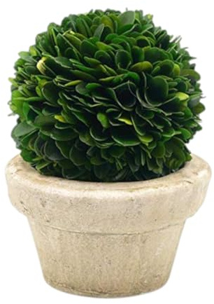 Serene Espacios Vida preservado de boj Bola con Olla pequeña – Natural Interior Verde, de fácil Cuidado, 5.5 x4