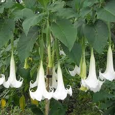 Brugmansia Arborea (Trombone dell’Angelo) – Arbusto Sempreverde con Fiori Bianchi Profumati, Pianta Ornamentale da Esterno in Vaso, Crescita Rapida, FOTO REALI