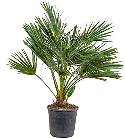 Bloomique - Chamaerops Humilis - Europäische Zwergpalme - Palmen Winterhart Draußen - Höhe 60-70 cm - Topf 21 cm