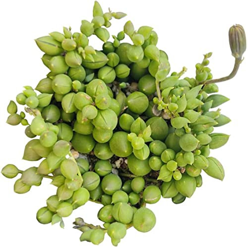 Planta de Interior Senecio Herrianus Planta Viva Suculenta Colgante muy Resistente