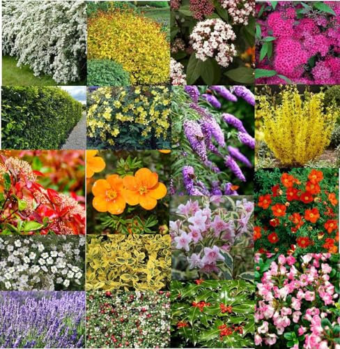 Assortment of Five Garden Ready Hardy Border Plants, Colourful Garden shrubs in 9cm pots. Ready to Plant.