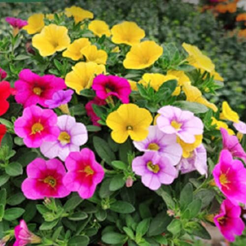 300Pcs Graines de Liseron Multicolore – Fleurs Éclatantes Faciles à Cultiver pour Jardin, Balcon et Terrasse