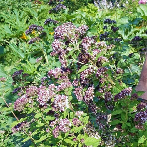 semillas de mejorana perennes resistentes 500pcs