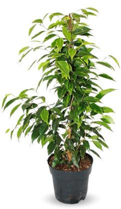 Attitude Garden - Ficus Benjamina - anastasia - 60-70 cm - ⌀ 17 cm - utomhusväxt