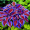 Saterkali Semi di Hosta, 200 Pz/borsa Semi di Hosta Colore misto Fragrante Hosta Plantaginea Semi di bonsai per esterni Viola Semi di hosta
