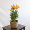 Lilium Natural o Azucena con Flores Naranjas Planta de Interior o Exteror Decoracion de Hogar o Regalo