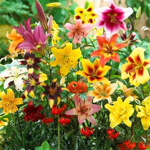 Taglilien Rhizome, BlumenRhizome Mix, Mehrjährige Rhizome, Winterhart Rhizome, Seltene Rhizome, Mysteriöse magische Glühbirne, 5zwiebeln-B