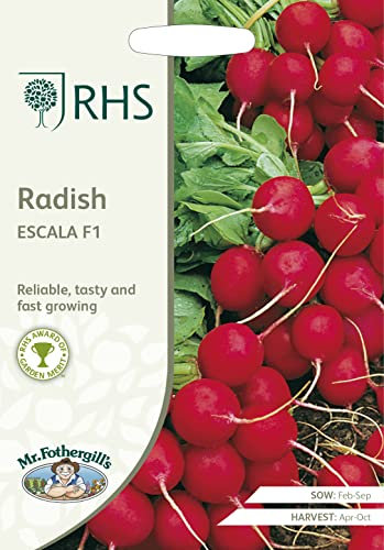 Mr Fothergill's - RHS Radish Escala F1, red