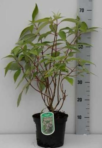 Hydrangea villosa - Hydrangea 'Villosa' 25-30 cm en pot