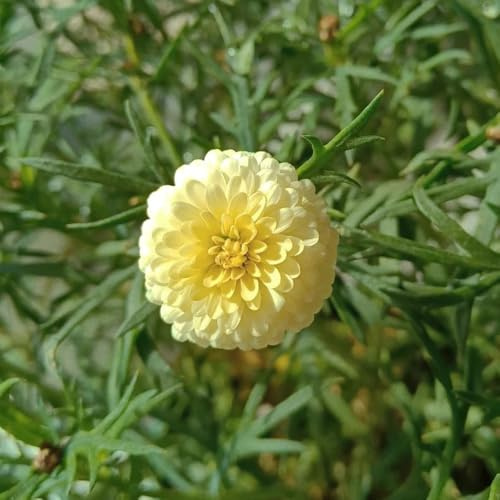 semi di margherite perenni resistenti - giardino biologici roccioso 350pcs