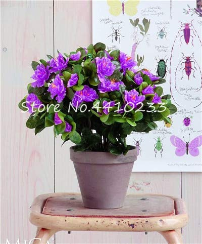 100 piezas Semi Rododendro Azalea Fiori per il Giardinaggio Viola 1