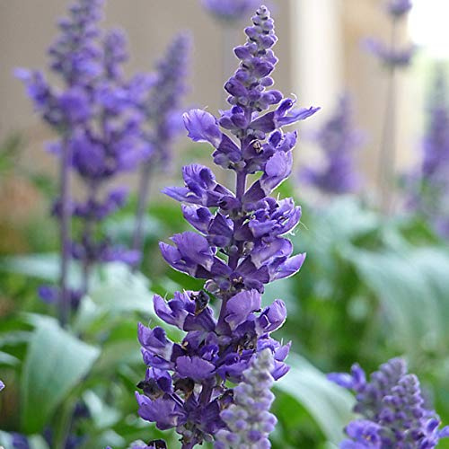 6 x Salvia Nemorosa 'Blaukönigin' - Perenni Vaso 9cm x 9cm