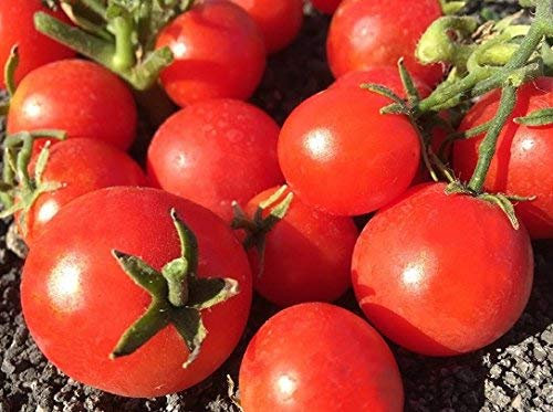 5 pacchetti di 25 semi piccoli semi Tim-pomodoro