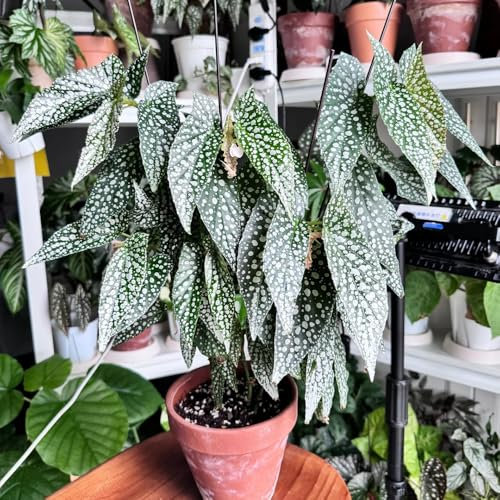 Forellenbegonie Samen - wohnzimmer deko Begonia maculata - grünpflanzen zimmerpflanzen zimmer pflanze bonsai samen pflanzen samen exotische samen winterfeste pflanzen für balkon indoor 300pcs