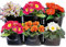 Intergarden Vertikaler Blumentopf, Pflanzenwachstumstaschen, Pflanzwand mit 6-Taschen und Rahmen, freie Anordnung für Balkon, Terrasse, Garten mit Bewässerungssystem inkl. Montagematerial