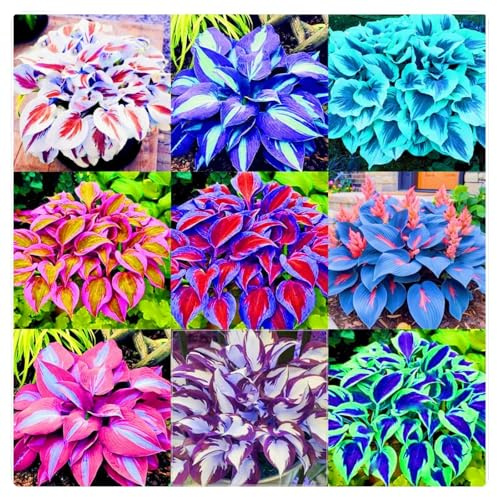 Hosta Plantación de interior y exterior rara Siembra durante todo el año Crea RáPidamente Un Hermoso JardíN-8rhizome-I