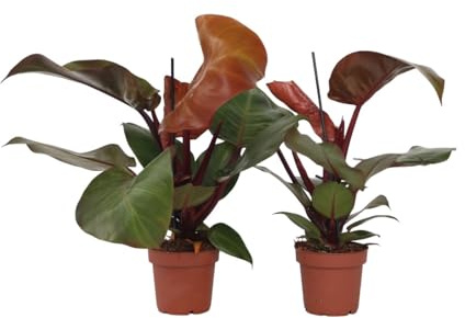 Plant in a Box - Philodendron 'solljus' - Kvantitet: 2 - Filodendron - Grön - Krukväxt - Krukstorlek 12 cm - Höjd 20-30cm