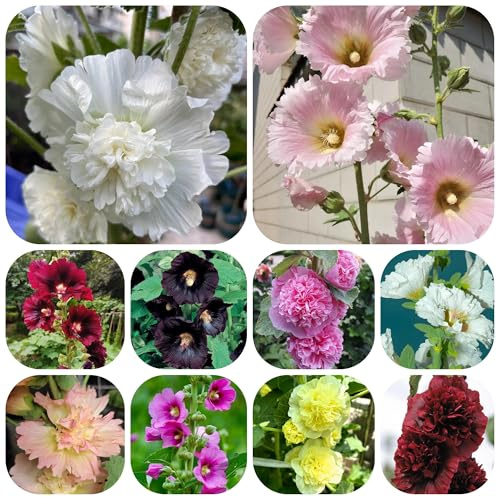 semi di malvarosa perenne resistente, malvarosa da giardino, roccioso resistenti rare, decorazione soggiorno primaverile, 1000pcs