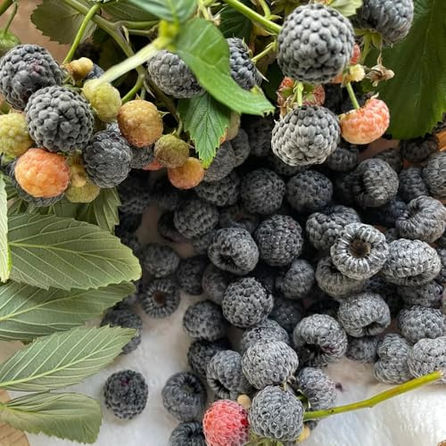 Semillas de frambuesa - semillas de frutas, fresca Rubus idaeus - orgánicas columnar resistentes al exterior jardín de para lugares soleados 250pcs