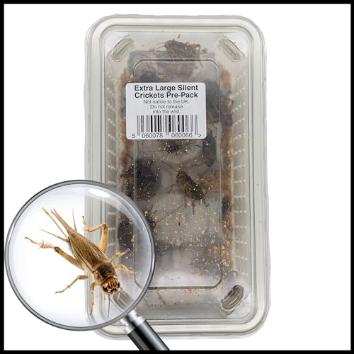 Livefoods4u Extra Large Silent Brown Crickets Live Food (20-30mm) Tub Approx 25 - Perfect for Reptiles and Lizards - Sustainably bred