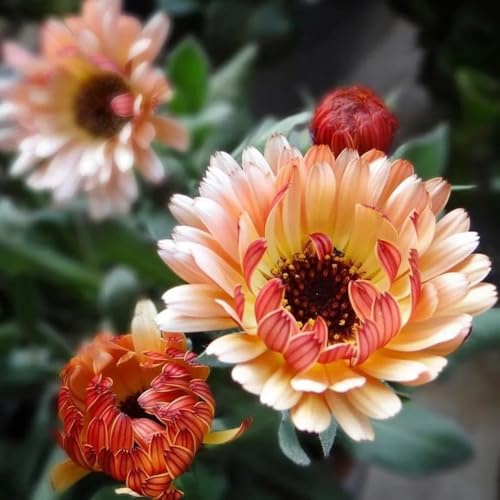 Semi di calendula, rustiche per balconi di calendula officinalis, all'inverno per balconi regali sostenibili per le donne 150pcs