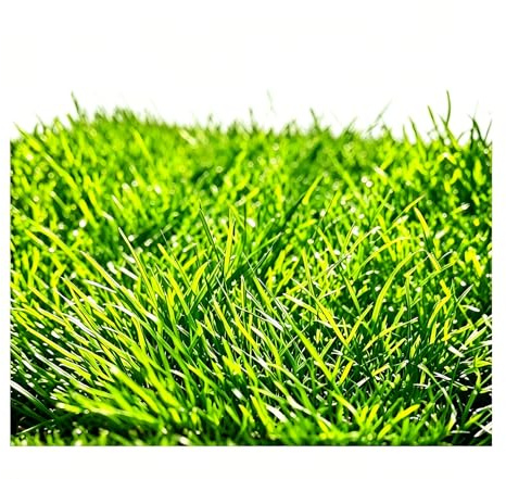 Saterkali Graines d'herbe d'eau d'aquarium, 100pcs graines d'herbe d'eau d'aquarium décor de paysage de plante hydrophile de réservoir de poissons Mini Graines Poilues