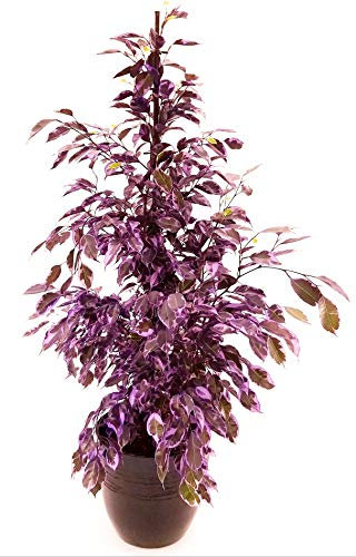 POWERS TO FLOWERS - FICUS BENJAMIN VIOLA, pianta vera!!!