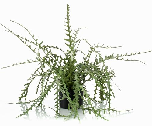 artplants.de Konstgjord korallkaktus BERJA, grön, 50 cm