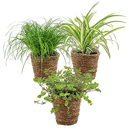 3x Mix amico degli animali con cestino in Pianta Ornamentale marina - Sicuro per animali - ⌀12 cm - 15-25 cm