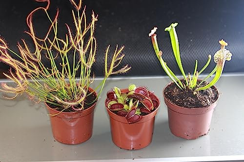 Fleischfressende Pflanzen, 3er Set - Riesig! D.muscipula, S. leucophylla, Dr. binata