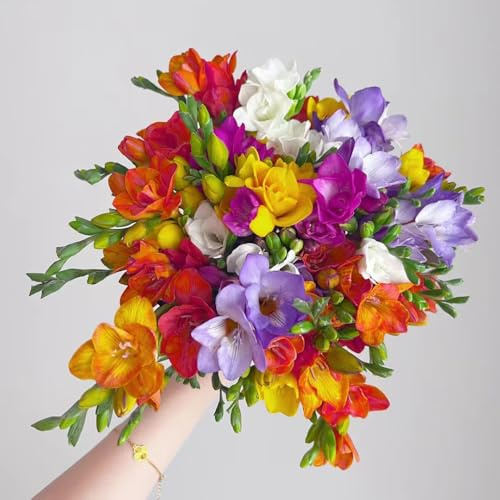 10 piezas bulbos de flores de fresia bulbos resistentes - balcón con cama elevada plantas de interior plantas exóticas resistentes, flores decoración hierbas plantas flores de otoño