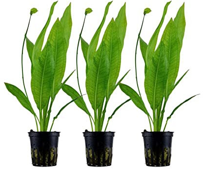 AquaOne Aquarium Pflanzen I 3x Wasserpflanzen I Hintergrund Aquarienpflanzen I Echinodorus bleheri Set mit 3 Hintergrundpflanzen voll durchwurzelt