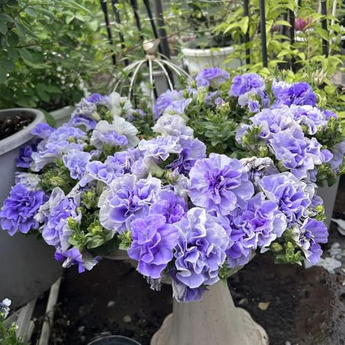 semi di petunia - perenni resistenti pieno sole giardino roccioso 600pcs