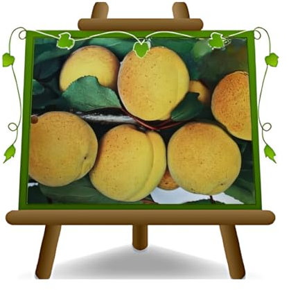 Abricotier Velletri sur Pot de 26 embrayage mirabolano Plante de Fruit Antique autofertile Max 200 cm – 4 ans