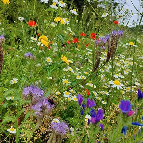 Eco Meadow - Wild Grass Seed and Native Flower Seeds Mix - Garden Lawncare Guy (100g for 20m²)