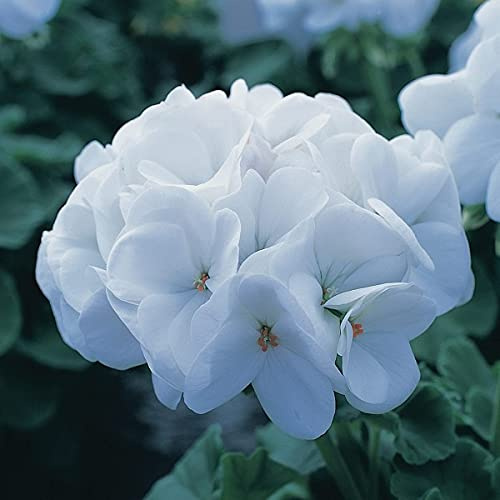 Semi perenni annuali pelargonium x Hortorum 10 geranio bianco zonale: solo semi
