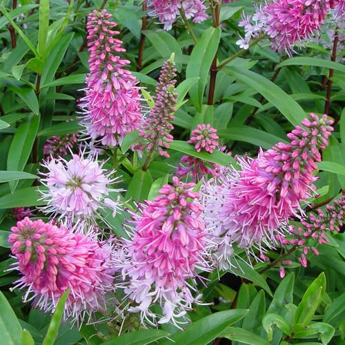 Hebe Great Orme Plantes de Jardin Extérieur Prêtes Arbuste à Fleurs Persistant en Pot