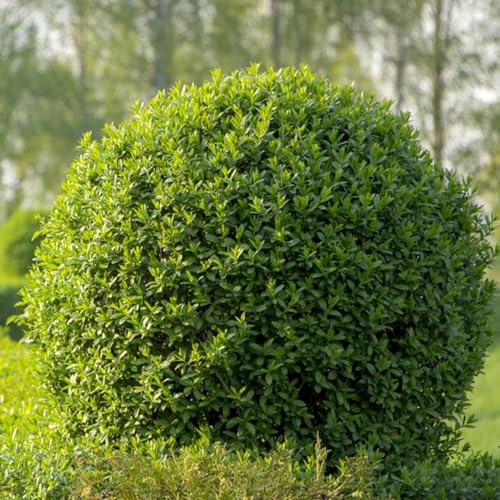 semillas de aligustre de hoja perenne - Decoración de jardín exteriores raras resistentes 100pcs