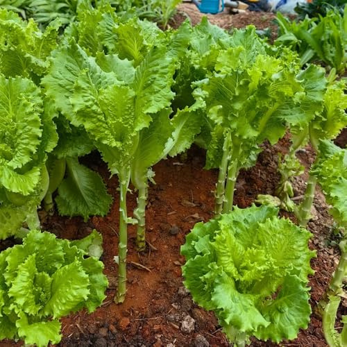 semillas de lechuga balcón con parterre elevado interior hortícolas resistentes jardín 600pcs